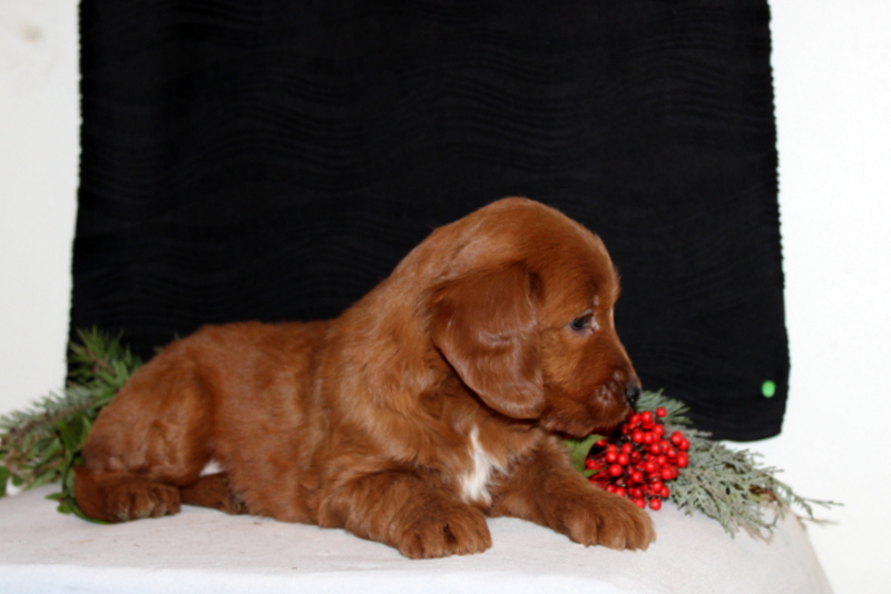 puppy, for, sale, Mini Goldendoodle F1, Matthew B. Stoltzfus, dog, breeder, Gap, PA, dog-breeder, puppy-for-sale, forsale, nearby, find, puppyfind, locator, puppylocator, aca